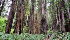 Na hranicích Kalifornie a Oregonu se nachází Redwoodský národní park, kde...