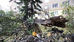 Spadlé stromy v Praze