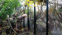 Kv�li silnému v�tru z�stala zav�ená pra�ská zoo, kde popadané stromy zavalily...