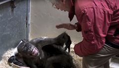 �impanzice Mama a profesor Jan van Hooff.