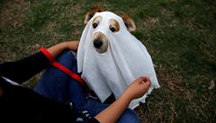 Duch zemelého psa? ena v peruánském mst Lima oblékla do halloweenského...