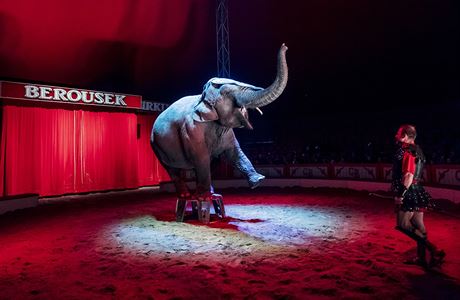Slon v cirkuse Berousek.