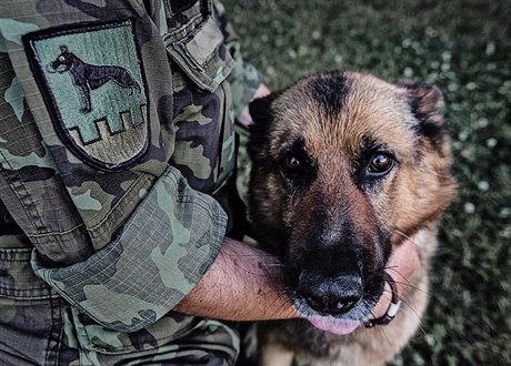 Vztah psovodů ke psům? Jsou to jejich mazlíčci a podle toho taky vypadá dnešní úroveň služební kynologie v naší armádě, říká Jaroslav Honegr.
