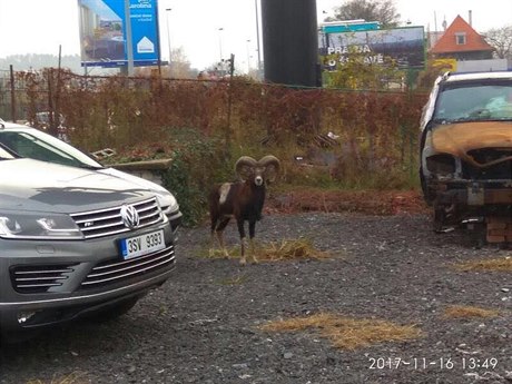 Muflon se octl na Andlu a zpsobil nehodu..