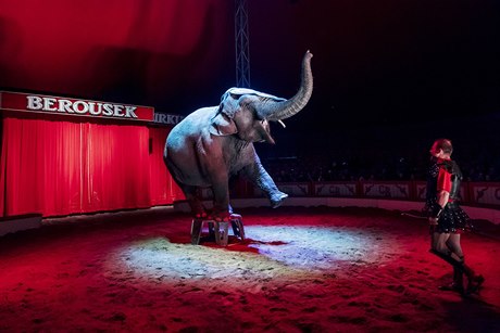 Slon v cirkuse Berousek.