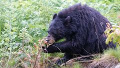 Turisté v Krkonoších prý potkali medvěda, byl to zřejmě jelen v říji