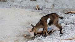 Kdy kozy zlikvidují vechny mladé stromky v okolí pustí se s chutí do pytl od...