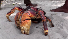 Krab palmový nep�estává v�dce udivovat.