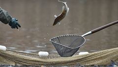 Rybái 16. listopadu zahájili tídenní výlov árského rybníka na...
