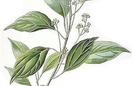 Kafr, terpen z rostliny Cinnamomum caphora, patí skuten mezi keové jedy.