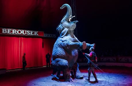 Cirkus Berousek: drezura slona, ilustraní foto.