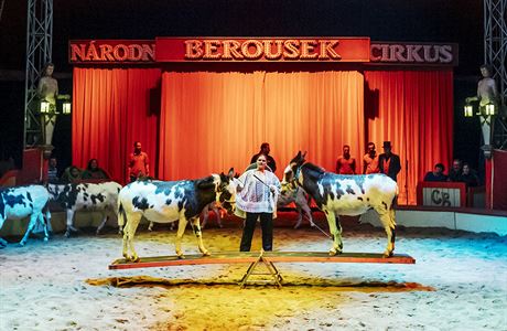 Cirkus Berousek: na houpace.