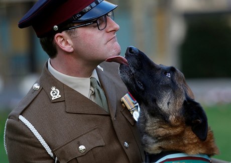 Britský vojenský pes obdrel medaili za statenost