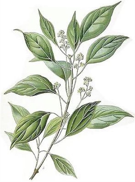 Kafr, terpen z rostliny Cinnamomum caphora, patří skutečně mezi křečové jedy.