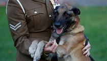 Britský vojenský pes obdržel medaili za statečnost