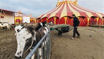 Cirkus Berousek: o zvířata se starají zaměstnanci.