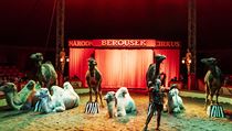 Cirkus Berousek: velbloudi v akci.