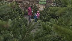 Vánoční stromky na Ukrajině jsou často nelegálním byznysem. Legální původ jsou prodejci schopni prokázat jen u pětiny