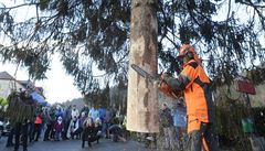 ezání stromu zahájil Jií Vorlíek, který se na kácení vánoního stromu podílí...
