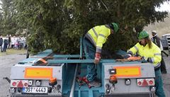 Strom, který byl vybrán z piblin 20 kandidát, dosud stál na soukromém...