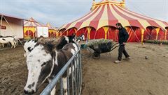 Ministerstvo zemdlstv navrhuje pln zkaz vystupovn a drezury zvat v cirkusech