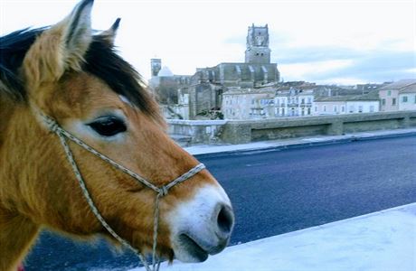 NOMÁDI: S koňmi do španělského Santiaga? Nemožné to není | Cestování |  Lidovky.cz