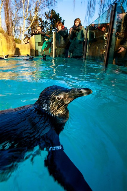 Zoologická zahrada v Ústí nad Labem 3. prosince otevřela novou expozici tučňáků