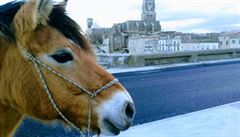 NOMÁDI: S koňmi do španělského Santiaga? Nemožné to není