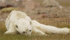 'Stáli jsme tam a brečeli.' Dokumentaristé natočili hlady umírajícího ledního medvěda, důsledek oteplování
