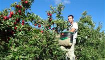 Sbírání jablek, Nový Zéland