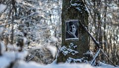 Fotografie první man�elky bývalého prezidenta Václava Havla Olgy zdobí strom v...