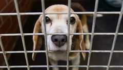 Zpřísnění postihů za týrání zvířat a definici množíren, žádá novela zákoníku