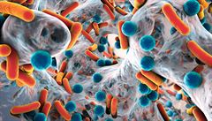 Čtvrtina bakterií v peří tvoří látky podobné antibiotikům, tvrdí vědci