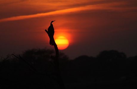 Pozorovn ptk v NP Kheoladeo, Indie
