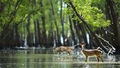 NP Sundarbans, Indie