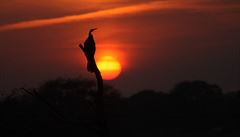Pozorování pták v NP Kheoladeo, Indie