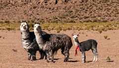 Lamy jsou typickými obyvateli altiplána. Pastevci si je znaí barevnými...