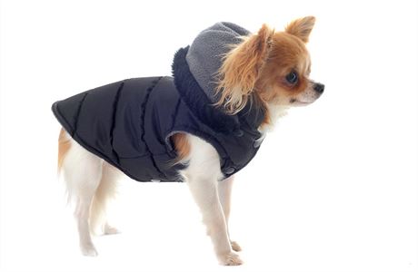 V zim se psi oblékají do vest i kabátk, aby se zaháli.