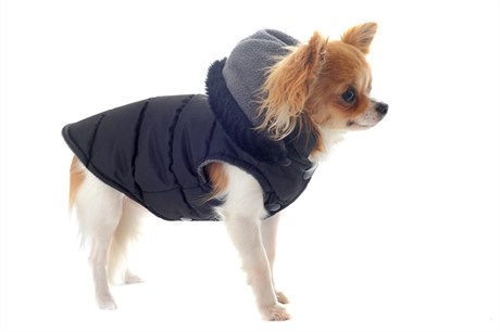 V zimě se psi oblékají do vest či kabátků, aby se zahřáli.