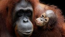 Nově narozené orangutaní mládě Khansa v singapurské ZOO.