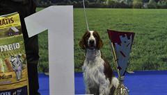 Výstavu psů v Brně vyhrál velššpringršpaněl, líbila se i čivava