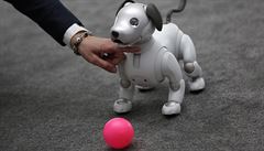 Robotický pes od spolenosti AIBO.