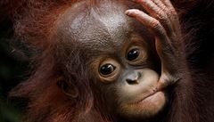 Khansa, 46. orangutaní mlád narozené v singapurské ZOO.