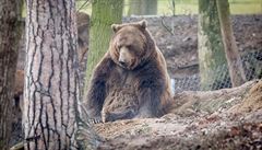 ZOO Tábor - medvd.