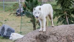 V táborské ZOO je k vidní i smeka bílých vlk.