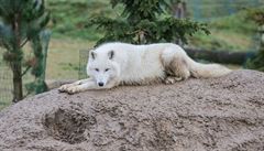 Bílý vlk z táborské ZOO.