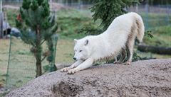 Protahující se bílý vlk v táborské ZOO.