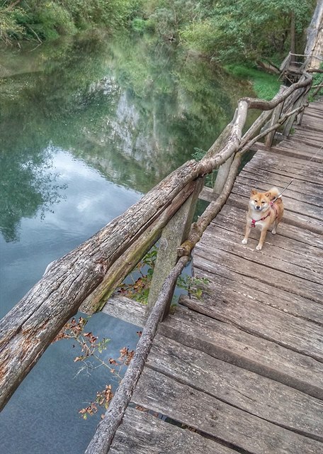 Cestování se psem do Rumunska a Bulharska je hodn podobné. Ob zem nemají...