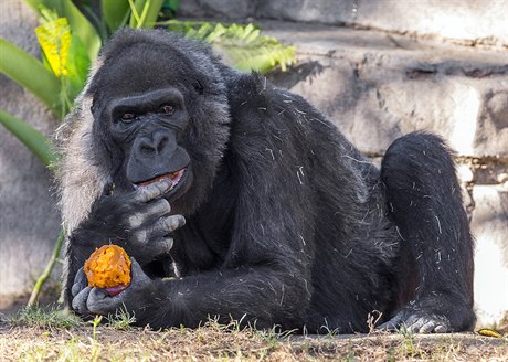 Vila byla jednou z nejstarších goril na světě. Zemřela v zoologické zahradě v...