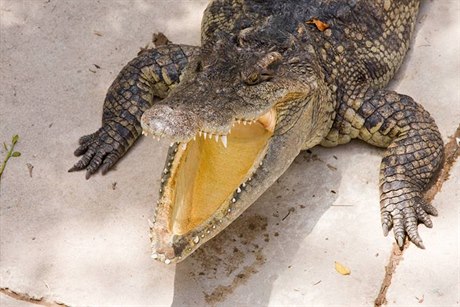 krokodýl (ilustrační foto)